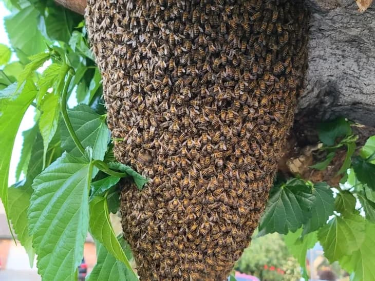 A beehive swarm clustered on a tree branch