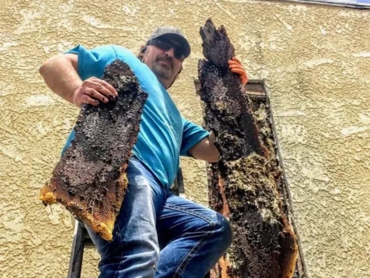 A bee swarm being handled during a Hemet removal